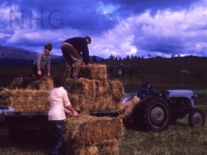 Gathering hay bales at North Lyne 1960.